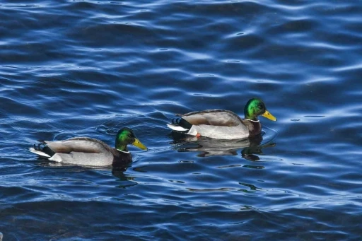 Tatvan sahilinde yeşilbaş &ouml;rdekler fotoğraflandı
