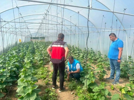 Tavşanlı cezaevi serasında &uuml;retim faaliyetleri incelendi
