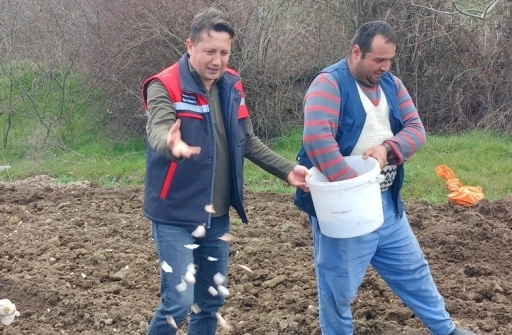 Tavşanlı &rsquo;K&ouml;pr&uuml;cek Sarımsağı&rsquo; artık &ccedil;ift&ccedil;ilere ciddi gelir sağlıyor
