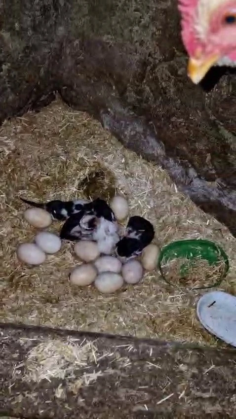 Tavuk ile kedi arasında "Annelik krizi" kamerada
