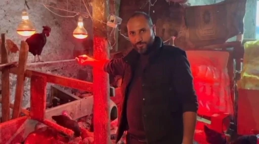 Tavuklara m&uuml;zikli terapi: "Yumurta verimi arttı"
