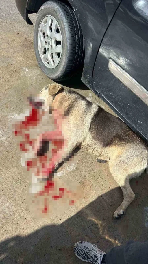 Tavuklarını yiyen k&ouml;pekleri &ouml;ld&uuml;r&uuml;nce tutuklandı
