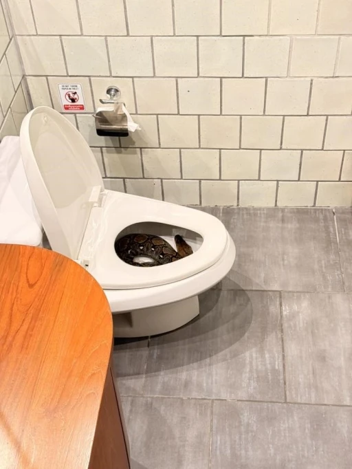 Klozette 2.5 Metrelik Dev Piton Çıktı