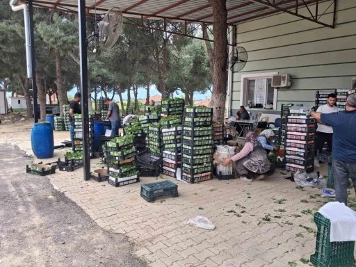 Taze bağ yaprağı aile ekonomisine can suyu oldu
