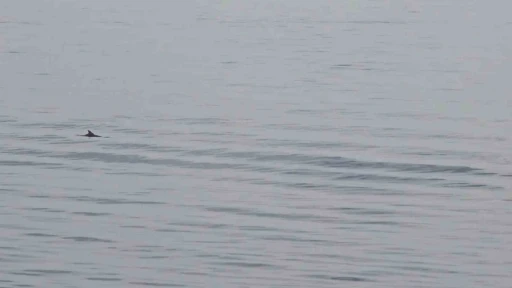 Tekirdağ a&ccedil;ıklarında yunuslardan g&ouml;rsel ş&ouml;len
