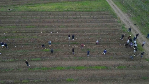 Tekirdağ&rsquo;da  bağ budama yarışması
