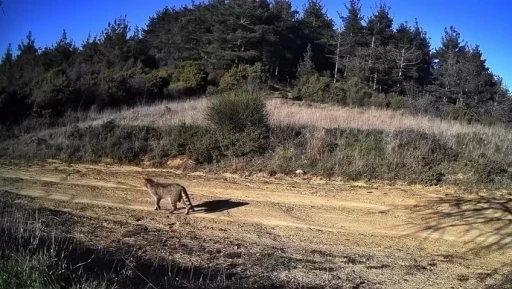 Tekirdağ&rsquo;da doğanın hayaleti g&ouml;r&uuml;nt&uuml;lendi: Dağ Kedisi fotokapanda
