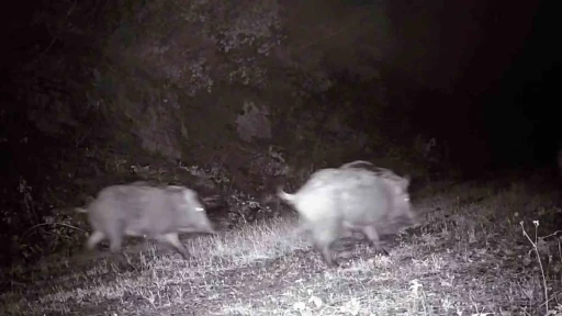 Tekirdağ&rsquo;da fotokapana domuz s&uuml;r&uuml;s&uuml; takıldı
