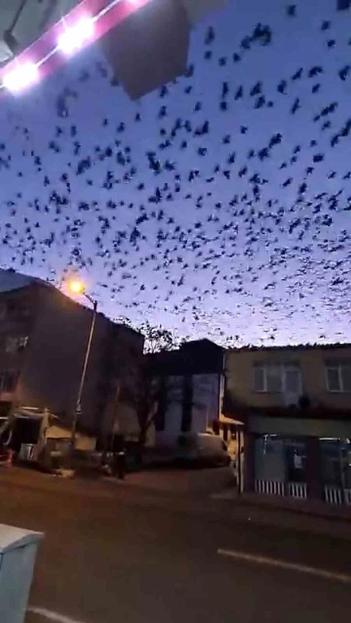 Tekirdağ&rsquo;da g&ouml;ky&uuml;z&uuml;n&uuml; kaplayan kuşlar g&ouml;rsel ş&ouml;len oluşturdu
