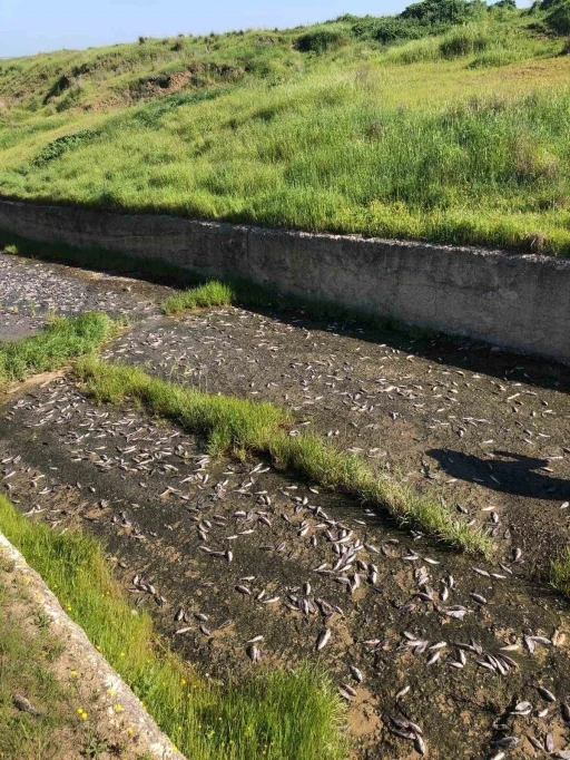 Tekirdağ&rsquo;da g&ouml;lde toplu balık &ouml;l&uuml;mleri yaşandı
