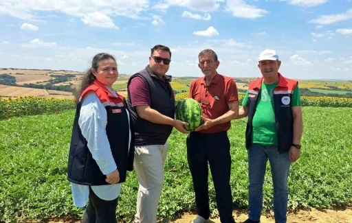 Tekirdağ&rsquo;da ilk karpuz hasadı başladı
