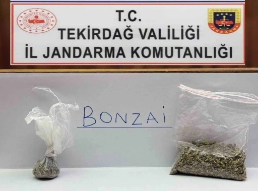 Tekirdağ’da jandarma yol ve mahalle denetimlerinde bonzai ele geçirdi
