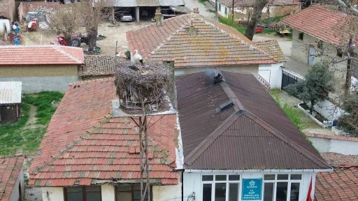 Tekirdağ’da Leyla ile Mecnun yuvalarına döndü
