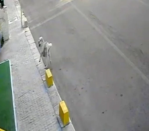 Tekirdağ&rsquo;da mahallenin maskotu Yumak&rsquo;a araba &ccedil;arptı
