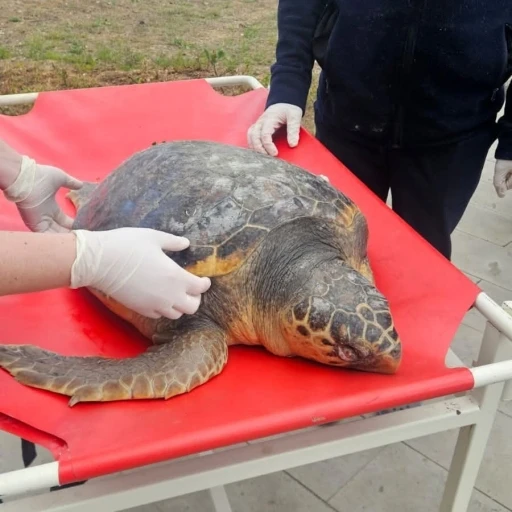 Tekirdağ&rsquo;da &ouml;l&uuml; bulunan caretta caretta incelemeye alındı
