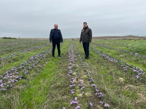 Tekirdağ’da safran üretimi yaygınlaşıyor

