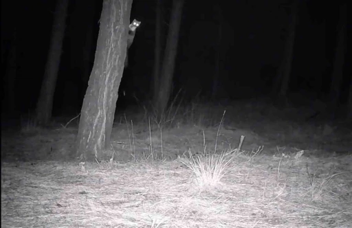Tekirdağ&rsquo;da yaban hayatı fotokapanlarla g&ouml;r&uuml;nt&uuml;lendi
