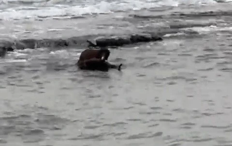 Tekirdağ kıyılarında su samuru g&ouml;r&uuml;nt&uuml;lendi
