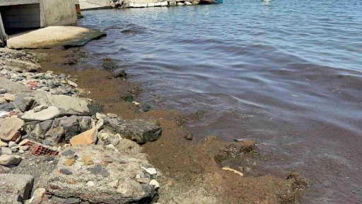 Tekirdağ Sahili’nde kırmızı yosun yoğunluğu dikkat çekti
