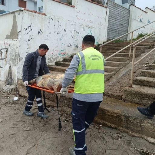 Tekirdağ sahiline &ouml;l&uuml; caretta caretta vurdu
