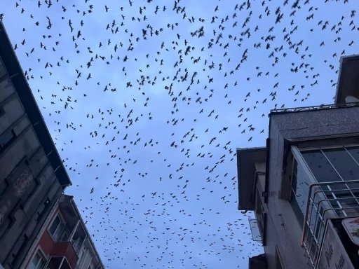 Tekirdağ semalarında kargaların g&ouml;rsel ş&ouml;leni
