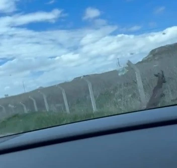 Tel örgüler arasında mahsur kalan karaca ne tarafa kaçacağını bilemedi
