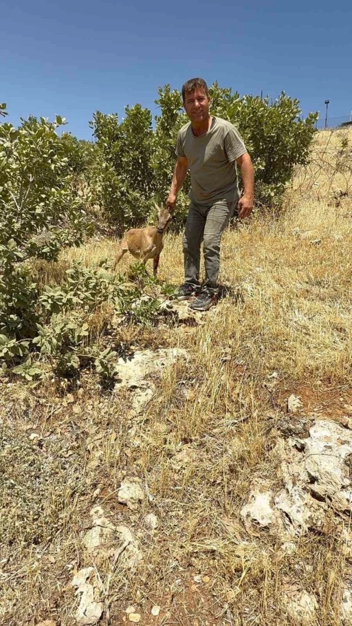 Tel örgülere takılan dağ keçisi kurtarıldı
