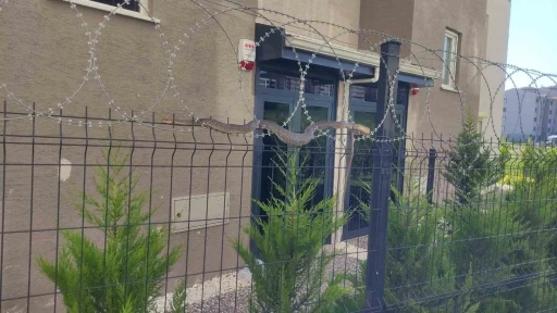 Tellere dolanan 1,5 metre boyundaki yılan korkuttu
