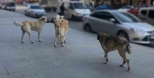 Tercan’da vatandaşlar başıboş köpeklerden muzdarip
