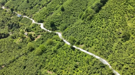 Terme’de beton yol çalışması
