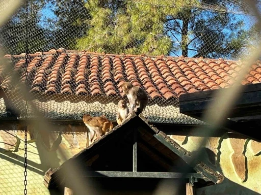 Terminalde koli i&ccedil;inde yakalanan yavru maymunun &rsquo;Fıstık&rsquo; gibi hayatı oldu
