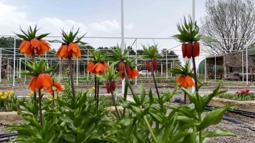 Ters laleyi koparmanın cezası 700 bin lira: Yılda sadece 20 g&uuml;n yaşıyor