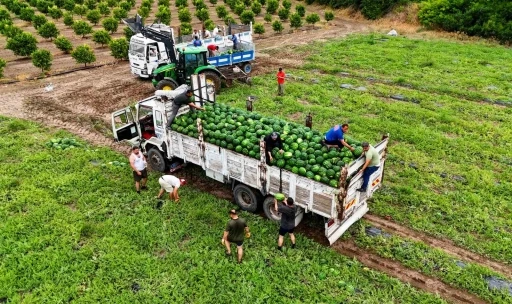 Tescilli Adana karpuzunda hasat başladı

