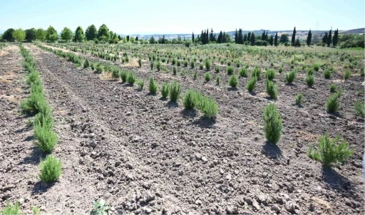 Tıbbi ve aromatik meyveler orman k&ouml;yl&uuml;s&uuml;ne gelir kapısı oluyor
