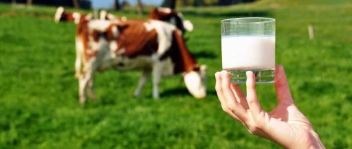 Ticari süt işletmelerince 981 bin 10 ton inek sütü toplandı
