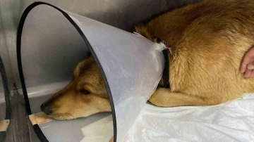 Ticari taksinin çarptığı sokak köpeğinin imdadına hayvan severler koştu
