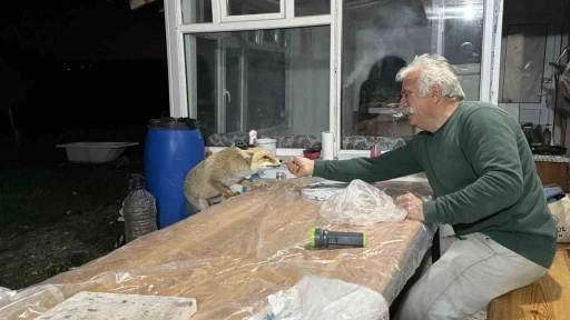 Tilki ailesi her akşam yemek için bağ evine geliyor
