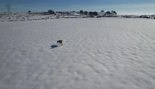 Tilki ile dronun eğlenceli m&uuml;cadelesi kameraya yansıdı
