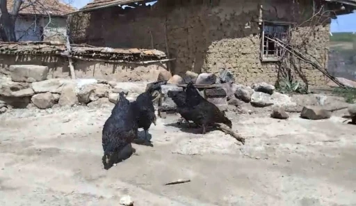 Tilki, kendisini besleyen köylünün tavuklarını yedi
