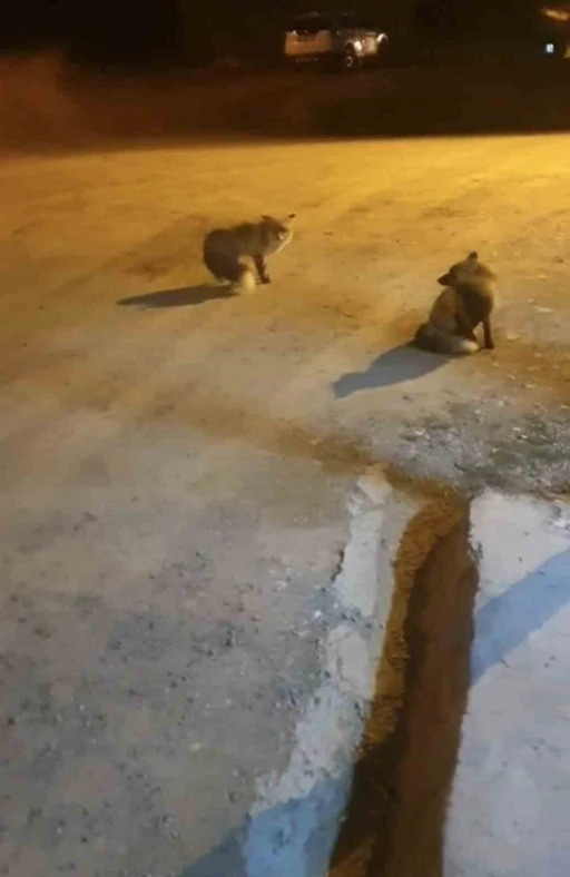 Tilkileri için yaylayı terk edip şehre gidemiyor
