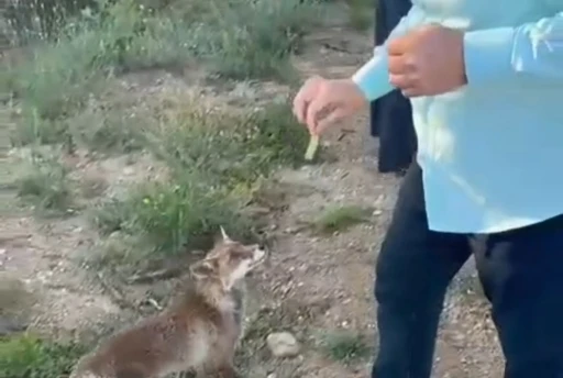 Tilkiyle dostluk kameraya yansıdı
