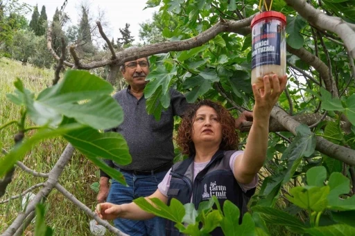 Tireli incir &uuml;reticisine ekşilik b&ouml;ceğine karşı tuzak dağıtıldı
