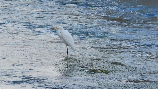 Tohma &Ccedil;ayı&rsquo;nı mesken tutan balık&ccedil;ıl kuşu ilgi g&ouml;r&uuml;yor
