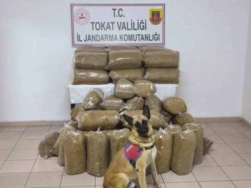 Tokat’ta 340 kilo kaçak tütün ele geçirildi
