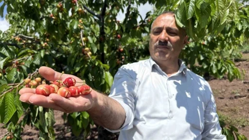 Tokat&rsquo;ta aşırı yağışlar erkenci kirazı vurdu

