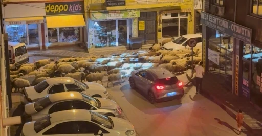 Tokat’ta gece başlayan yayla göçü dronla görüntülendi

