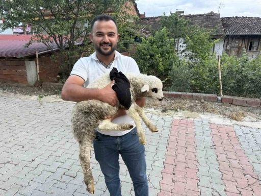 Tokat&rsquo;ta sağlık personelinden yaralı kuzuya t&uuml;m teşekk&uuml;ll&uuml; m&uuml;dahale
