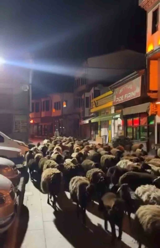 Tokat&rsquo;ta yayla g&ouml;&ccedil;&uuml;nde y&uuml;zlerce koyun şehir merkezinden ge&ccedil;ti
