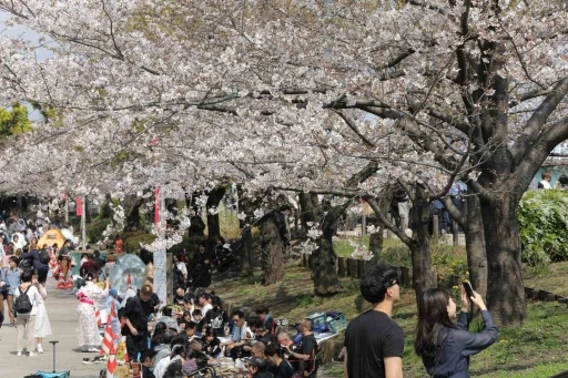 Tokyo&rsquo;da Sakuralar izleyenlere g&ouml;rsel ş&ouml;len yaşattı
