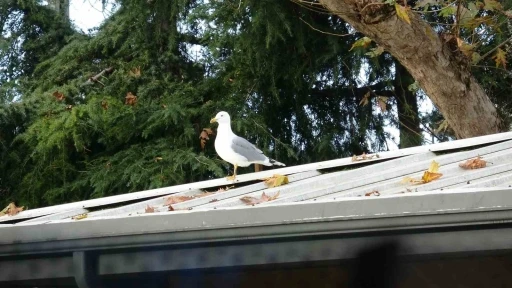 Toplar çatıya takılınca çözüm martıdan geldi: Öğrencilerin yeni &quot;Top Kurtarıcısı&quot; martı oldu
